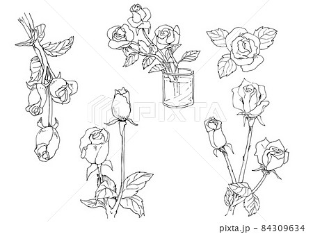 いろんな薔薇のラフな線画のセットのイラスト素材 いろんな薔薇のラフな線画のセットのイラスト素材