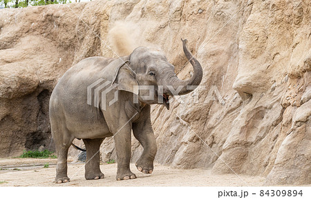 ゾウ 84309894