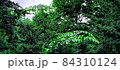 北朝鮮産 ソウル 初夏 84310124