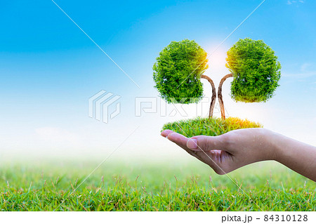 Trees (kidneys), 3D environmental and medical concepts 84310128