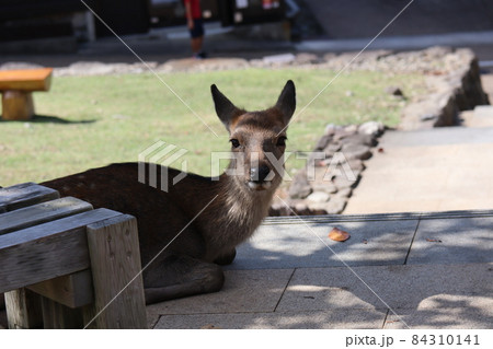 ベンチの横からこちらを見て座っている雌鹿の風景 84310141