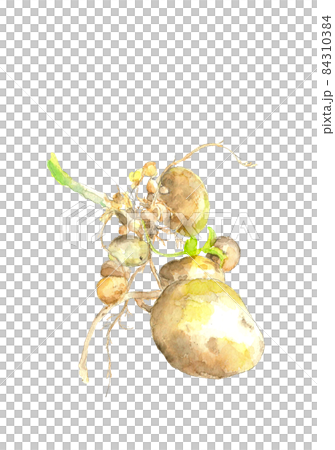 Potato Dejima just dug out [Watercolor illustration] White background with copy space 84310384