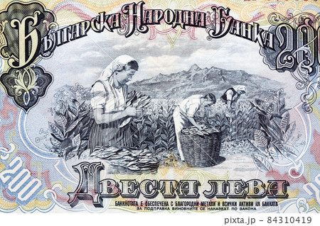 Farmers harvesting tobacco from old Bulgarian money 84310419