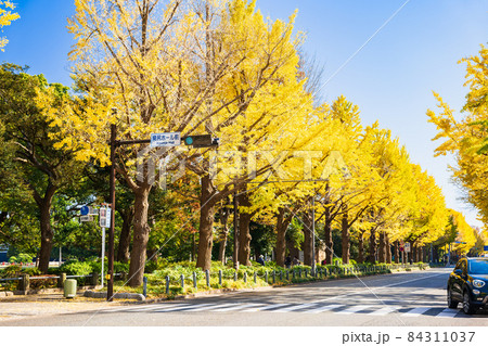 秋の横浜 山下公園のイチョウ並木 秋の横浜 山下公園のイチョウ並木 84311037