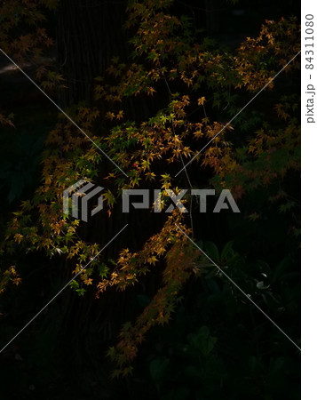 暗闇に浮かぶ紅葉の輪 84311080