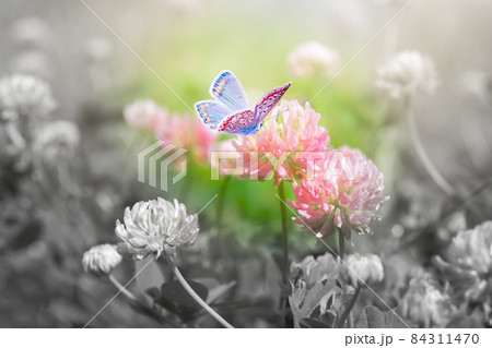 Beautiful spring wild meadow clover flowers, butterfly, color spot on black and white, macro. Soft focus nature background. Toned image. Nature floral springtime. Copy space. Hope concept Beautiful spring wild meadow clover flowers, butterfly, color spot on black and white, macro. Soft focus nature background. Toned image. Nature floral springtime. Copy space. Hope concept 84311470