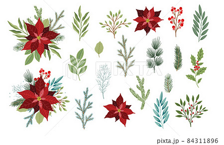 Set of winter plants, flowers and berries. Can be used for Christmas design. Set of winter plants, flowers and berries. Can be used for Christmas design. 84311896