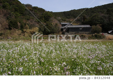 畑いっぱいのダイコンの花と、古い家屋 畑いっぱいのダイコンの花と、古い家屋 84312048