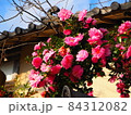 桃色の花が咲く 84312082