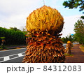 ソテツの花が咲く道 84312083