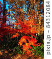紅葉溢れる林 84312084