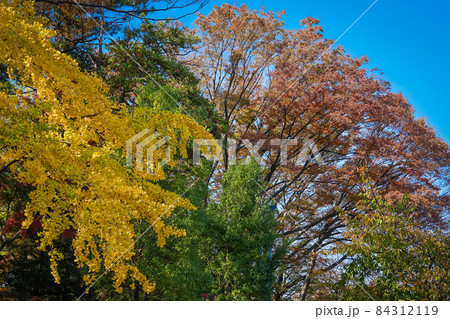 将軍池公園の紅葉（東京都世田谷区） 84312119