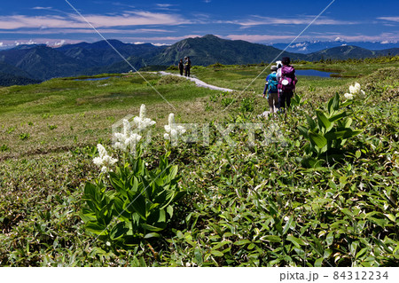 コバイケイソウ咲く夏の苗場山山上湿原を行く登山者 コバイケイソウ咲く夏の苗場山山上湿原を行く登山者 84312234
