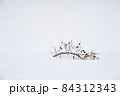 雪に埋もれた赤い実の木 84312343