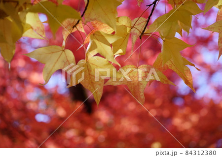 タイワンフウの紅葉背景手前の黄葉 タイワンフウの紅葉背景手前の黄葉 84312380