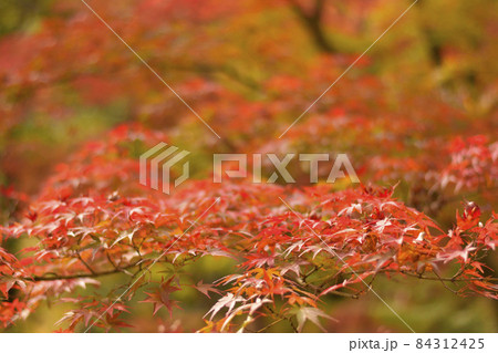 赤く奥に広がる紅葉の葉 赤く奥に広がる紅葉の葉 84312425
