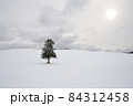楡の木 84312458