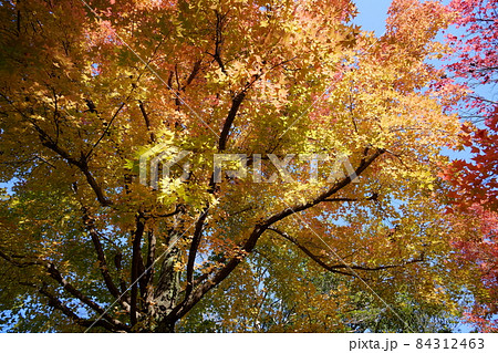 タイワンフウ紅葉の大木 タイワンフウ紅葉の大木 84312463