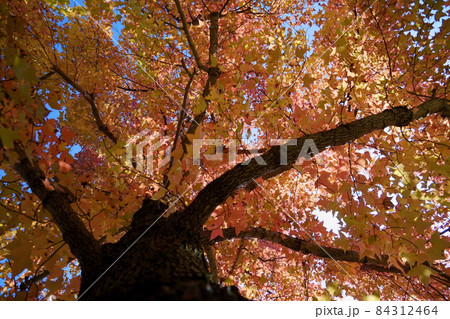 タイワンフウ紅葉の巨木 タイワンフウ紅葉の巨木 84312464