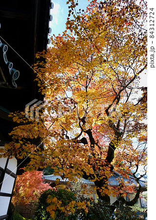 【京都】秋の圓光寺（紅葉） 84312724