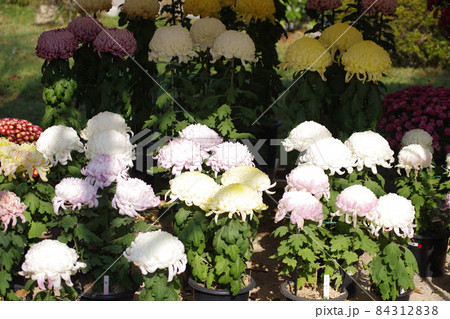 縮景園の菊花展に展示された菊の花 縮景園の菊花展に展示された菊の花 84312838