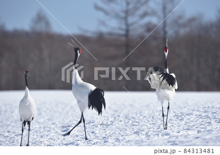 タンチョウの鳴き交わし（北海道） 84313481