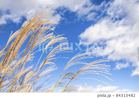 箱根・仙石原のススキと青空。秋イメージ。 84313482