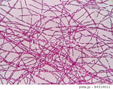 コンブチャにできた膜 84314011