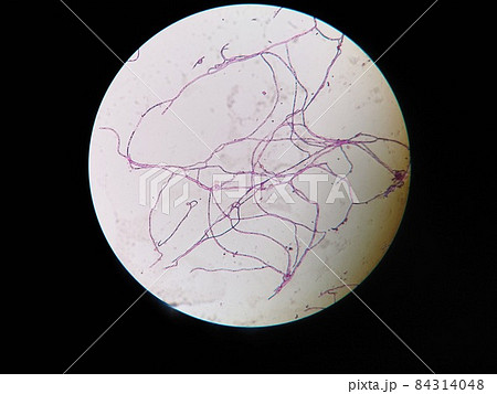 コンブチャの菌が作り出す網目状の膜顕微鏡写真 84314048