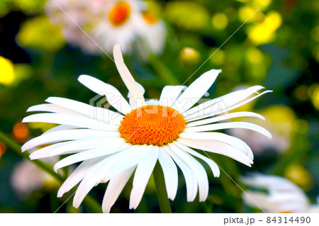Close-up of a blooming white chamomile in a meadow. Close-up of a blooming white chamomile in a meadow. 84314490