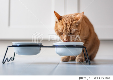 Ginger car eats Ginger car eats 84315108