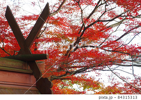 三次市の紅葉の景色 三次市の紅葉の景色 84315313