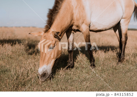 Beautiful wild beige horse grazes in an autumn field. Askania Nova, Ukraine, Europe. 84315852
