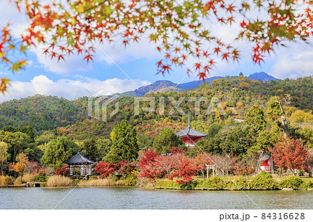 紅葉真っ盛りの世界遺産大覚寺と大沢池 84316628