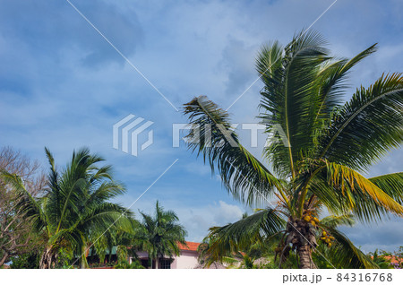 Beautiful Luxurious villa with an own swimming pool in Dominican Republic. summer residence on luxury Caribbean resort and beautiful garden. 84316768