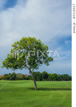 Golf course in Dominican republic. field of grass and coconut palms on Seychelles island. Golf course in Dominican republic. field of grass and coconut palms on Seychelles island. 84316917
