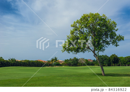 Golf course in Dominican republic. field of grass and coconut palms on Seychelles island. Golf course in Dominican republic. field of grass and coconut palms on Seychelles island. 84316922