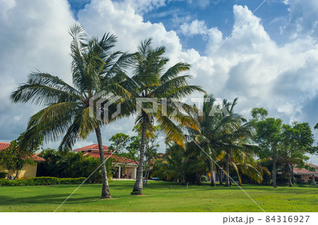 Golf course in Dominican republic. field of grass and coconut palms on Seychelles island. Golf course in Dominican republic. field of grass and coconut palms on Seychelles island. 84316927