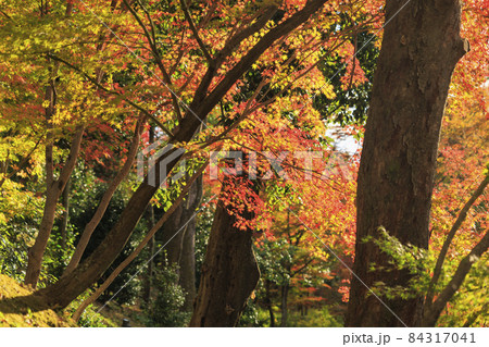 紅葉真っ盛りの北野天満宮もみじ苑 84317041