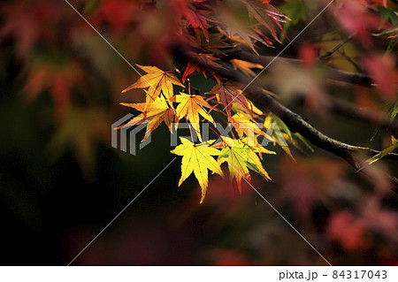 紅葉真っ盛りの北野天満宮もみじ苑 紅葉真っ盛りの北野天満宮もみじ苑 84317043