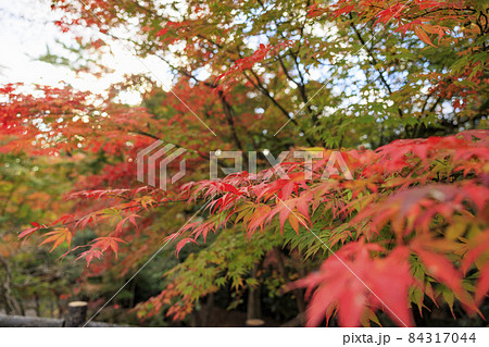 紅葉真っ盛りの北野天満宮もみじ苑 紅葉真っ盛りの北野天満宮もみじ苑 84317044