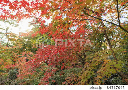 紅葉真っ盛りの北野天満宮もみじ苑 84317045