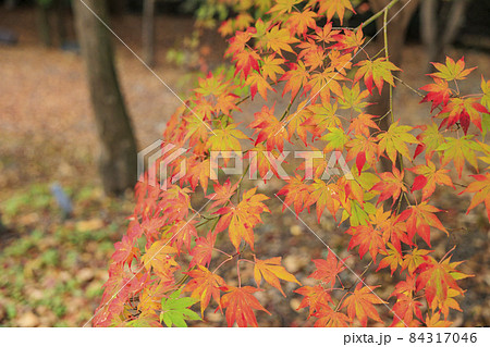 紅葉真っ盛りの北野天満宮もみじ苑 紅葉真っ盛りの北野天満宮もみじ苑 84317046