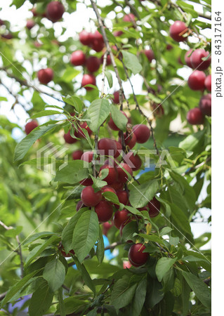 There are a lot of red cherry plum berries on the branches of the tree. Ripe fruit in the garden. There are a lot of red cherry plum berries on the branches of the tree. Ripe fruit in the garden. 84317164