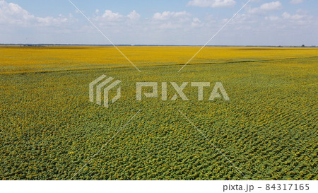 Sunflower field photographed from a bird's-eye view. Blue sky over an agricultural field. Sunflower field photographed from a bird's-eye view. Blue sky over an agricultural field. 84317165