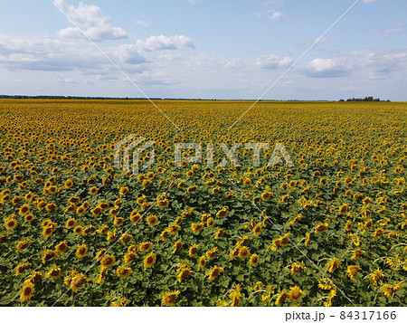 Clear blue sky over a sunflower field on a summer day. Farmer's field, aerial view. Clear blue sky over a sunflower field on a summer day. Farmer's field, aerial view. 84317166