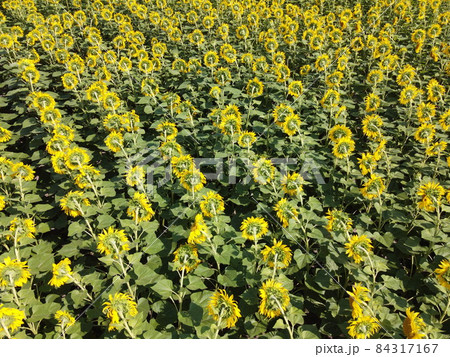 Sunflower flowers in the field, top view. 84317167