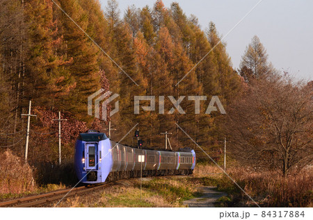 紅葉したカラマツ林をバックに西日を浴びながら札幌へ向かう特急「スーパーおおぞら」 84317884