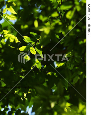 green plant leaves shallow depth of field under natural sunlight and authentic environment in home garden outdoor for peaceful mood backdrop or background green plant leaves shallow depth of field under natural sunlight and authentic environment in home garden outdoor for peaceful mood backdrop or background 84318859