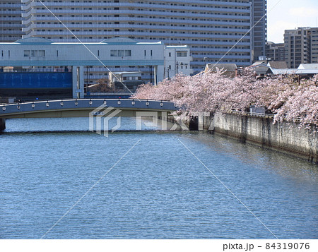 桜が咲く城北寝屋川口水門 84319076